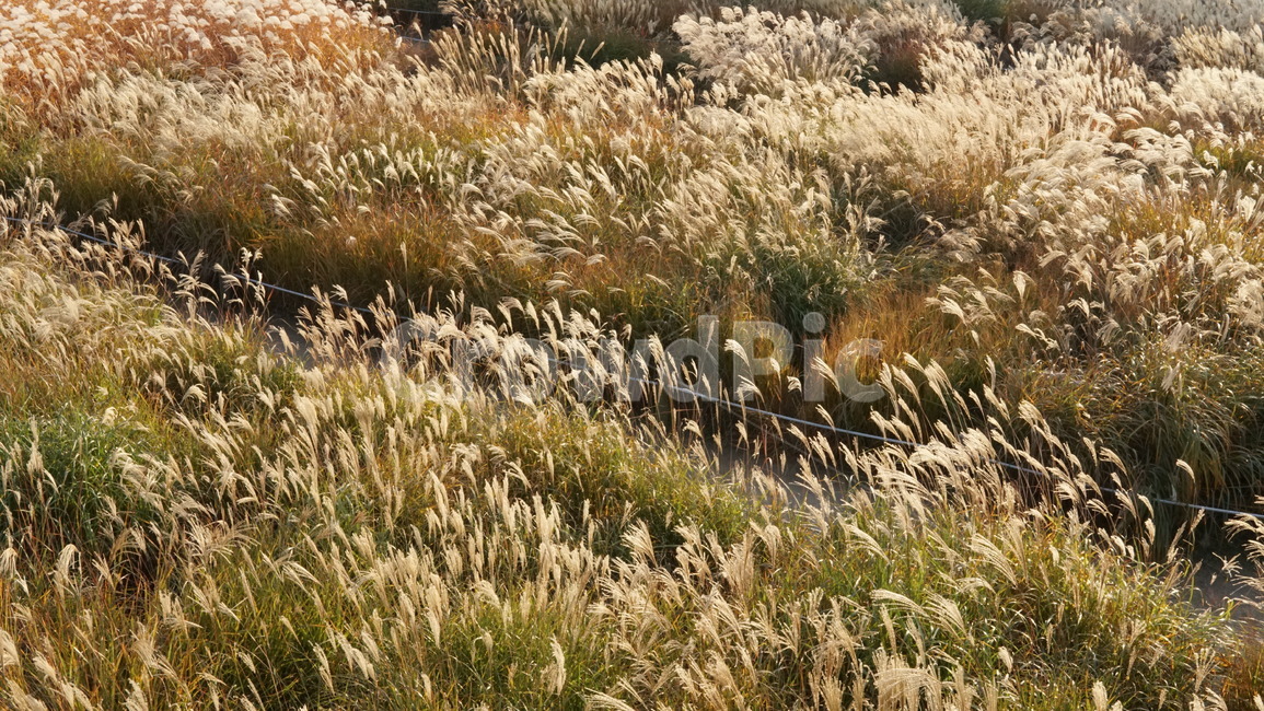 가을,하늘공원,갈대숲,갈대밭,배경,가을,계절,fall,autumn,season,grass,잔디,plant,식물,lawn,reed,갈대