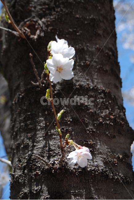 나무,꽃,식물,자연,봄,봄,계절,spring,season,식물,자연,plants,nature,꽃,flower,plant,blossom