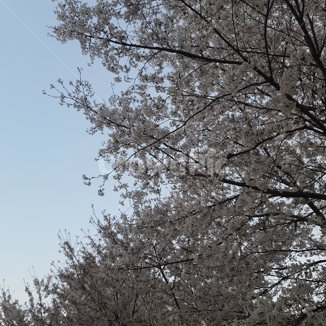 벚꽃,cherryblossom,꽃,벚나무,벚꽃나무,flower,식물,자연,plants,nature,꽃,flower,나무,trees,wood