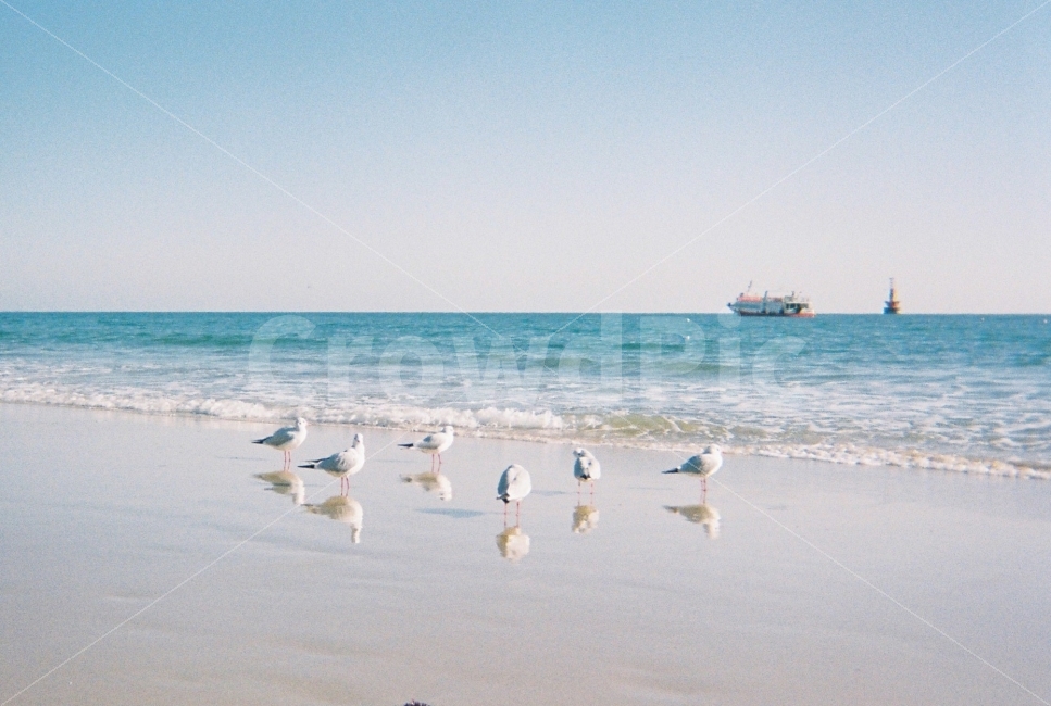갈매기,바다,해운대,물그림자,휴가,필름,필름사진,자연,풍경,nature,landscape,해변,바다,beach,sea,동물,animal,조류,새,birds,감성,sensible,feeling,water,물,ocean,대양,outdoors,옥외,bird,shoreline,해안선,transportation,교통,boat,보트,vehicle,차량