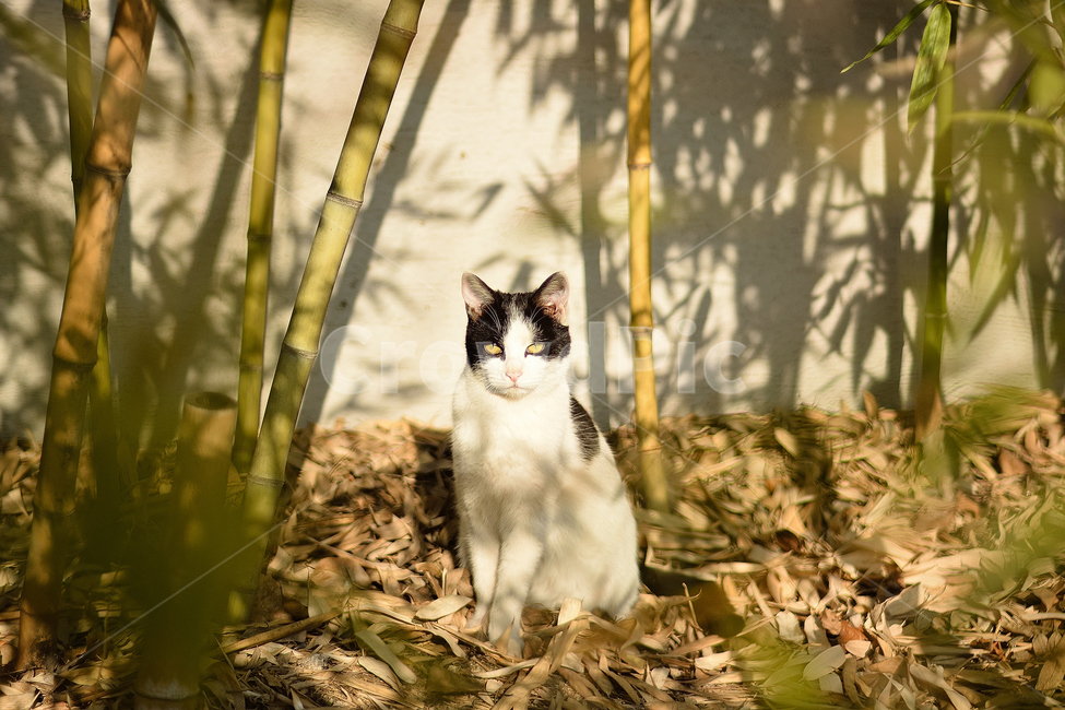 고양이,나비,동물,대나무,길고양이,동물,animal,포유류,mammal,고양이,cat,kitten,kitty