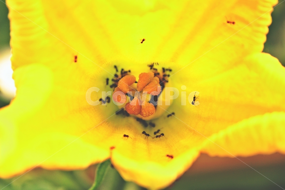 호박꽃,개미,식물,곤충,호박,배경,꽃,노랑,감성,pumpkinflowers,ants,plants,insects,background,flowers,yellow,sensibility