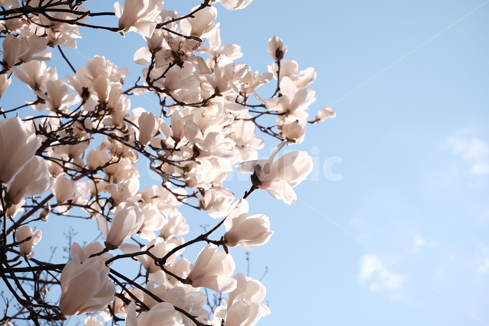magnolia,목련,백목련,봄꽃,spring,flower,flowers,봄,하늘,봄,계절,spring,season,식물,자연,plants,nature,꽃,flower,plant,blossom