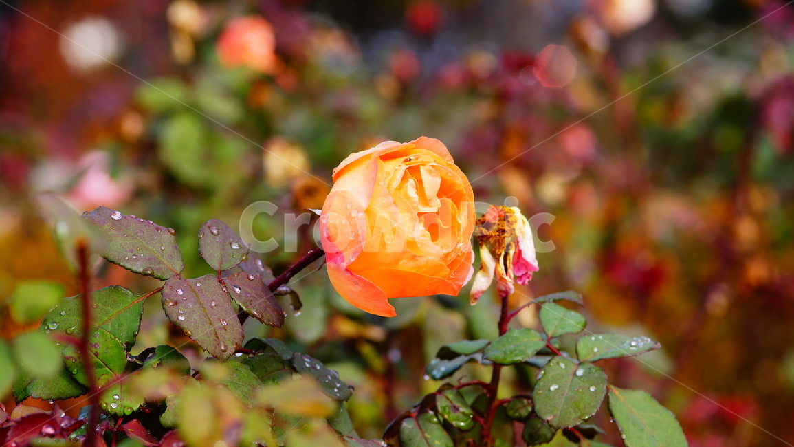 장미,장미꽃,로즈,플라워,꽃,생화,식물,자연,plants,nature,꽃,flower