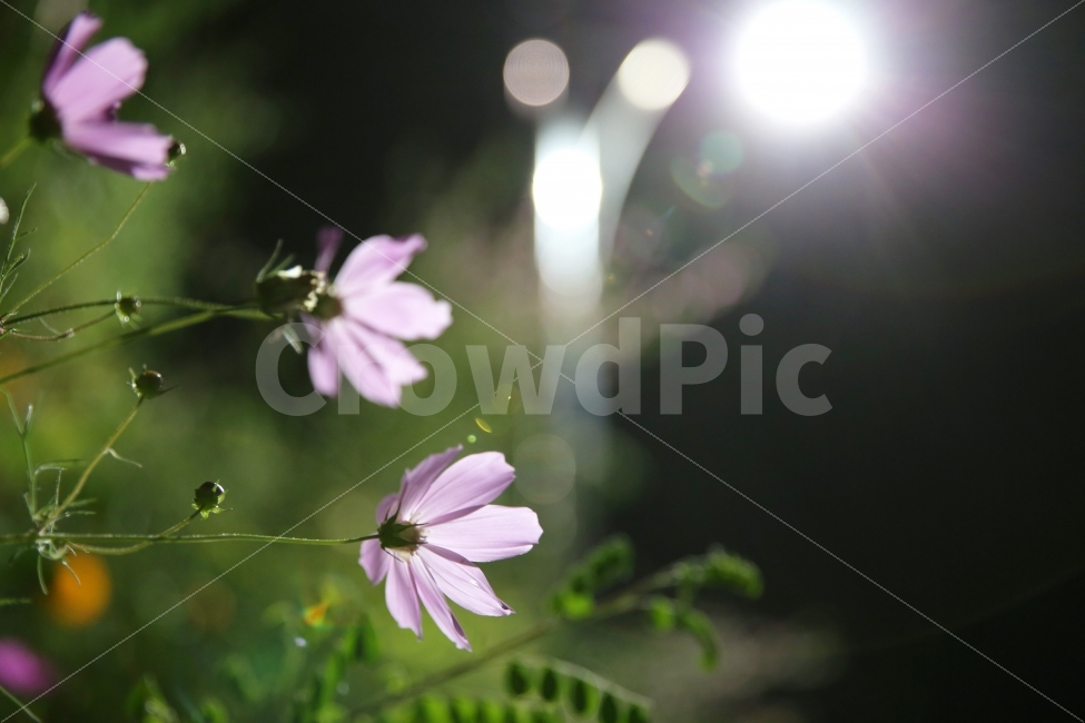 꽃,코스모스,야경,빛,색감,풍경,식물,역광,flower,cosmos,light,color,plant,감성,emotion,feeling,nightview,식물,자연,plants,nature,꽃,flower,감성,sensible,feeling