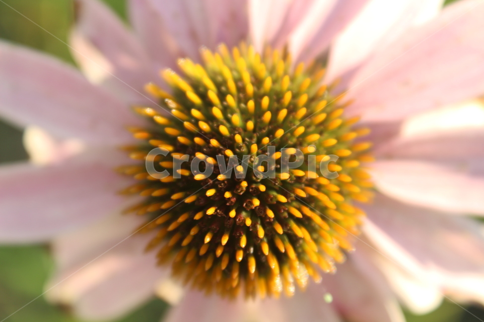 꽃속,꽃,꽃내부,꽃수술,꽃중심