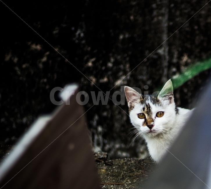 고양이,길고양이,동물,cat,포유류,감성,일상,DSLR,100D,canon,코숏,가을,animal,kitty,길냥이,반려동물,편안,분위기,자연스러움,자연,따뜻함,사랑,새끼고양이,아기고양이,표정,동물,animal,포유류,mammal,고양이,cat,kitten,kitty
