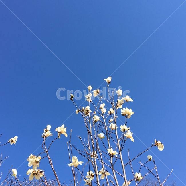꽃,식물,자연,나무,봄,목련,계절,nature