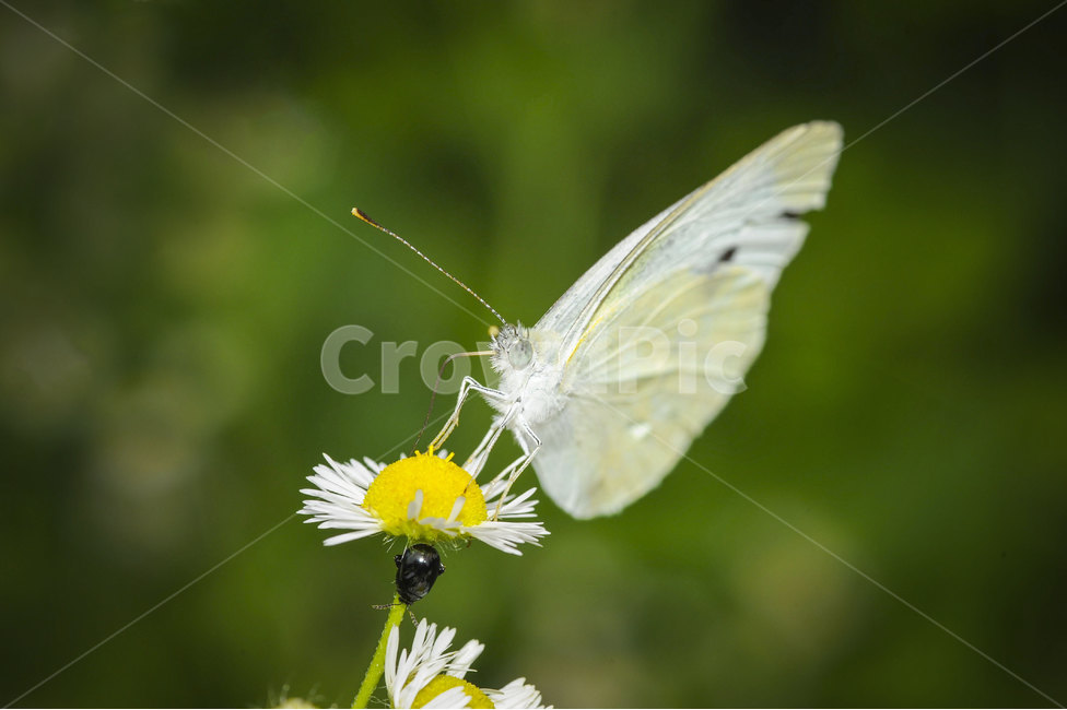 나비,하얀나비,동물,자연,꽃,봄,더듬이,butterfly,insect,nature,spring,season,flower,animal