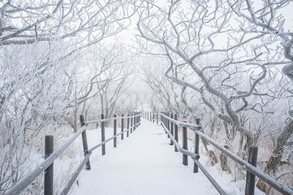덕유산,설경,일출,상고대,눈꽃,겨울,계절,winter,season,자연,풍경,nature,landscape,outdoors,옥외,storm,폭풍,snow,눈,blizzard,눈보라