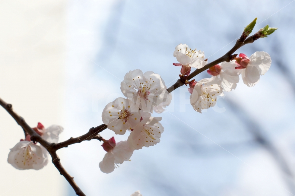봄,봄꽃,봄풍경,매화,꽃사진,식물,자연,plants,nature,봄,계절,spring,season,꽃,flower,plant