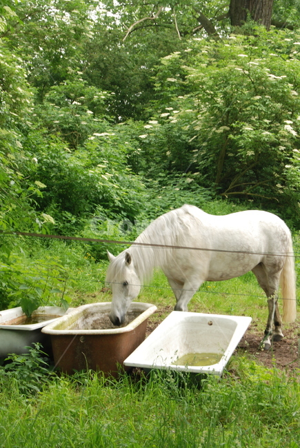 말,동물,포유류,백마,horse,동물,animal,포유류,mammal