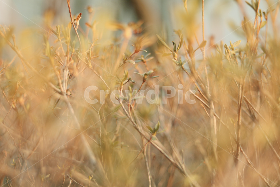plant,식물,사철나무,햇빛,나뭇잎,식물,자연,plants,nature