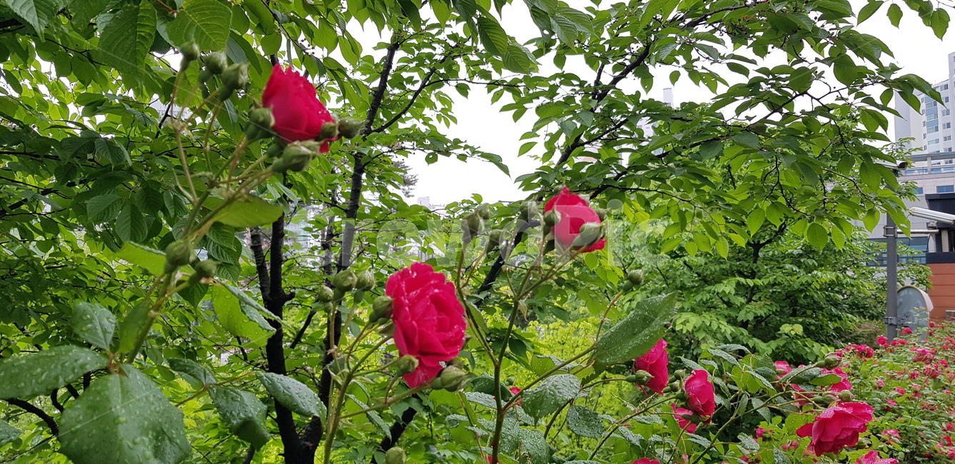 청량한,느낌,자줏빛,빗방울,잎사귀,이파리,빨강,빨간,나무,풀숲,풀,관목,풍경,배경,자연,싱그러운,시원한,비온뒤,꽃향기,좋은냄새,비온뒤향기,잔디향,꽃,이슬,아름다운,촉촉한,아침이슬,장미꽃,장미,꽃잎,촉촉,아침,붉은,보라,보라색,보라빛,자주색,레드