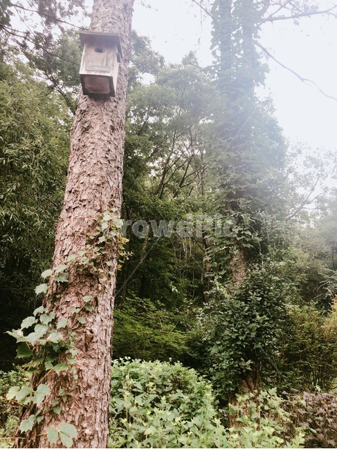 제주도,한국,초록,자연,풍경,하늘,햇살,햇빛,나무,숲,산내음,산책,안개,공기,색감,평안,평온,여유,고요,초목,사림지,식물