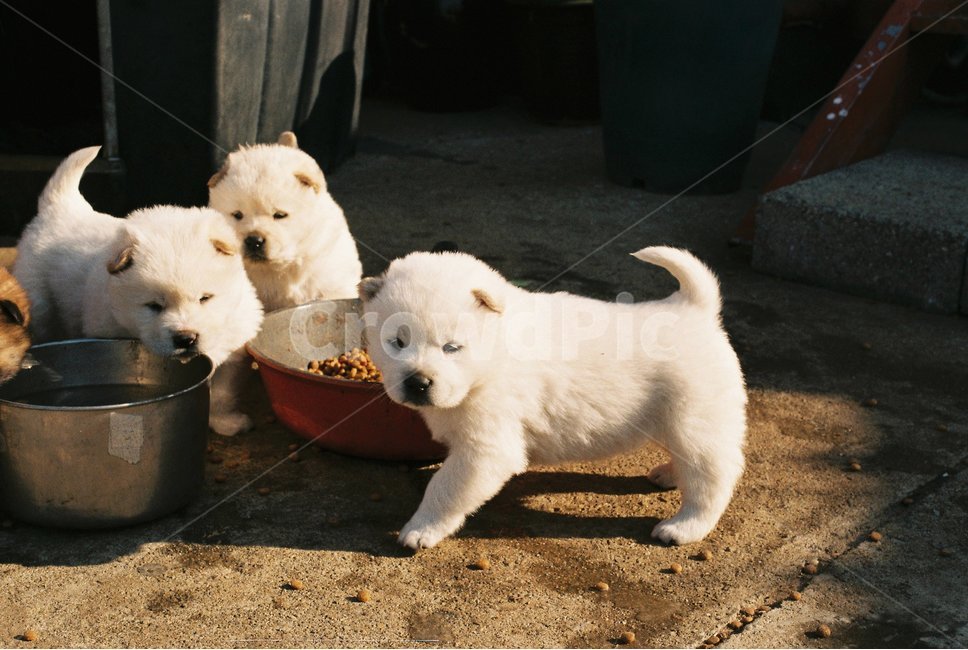 강아지,puppy,시골,필름,감성,동물,animal,포유류,mammal,개,강아지,dog,doggy