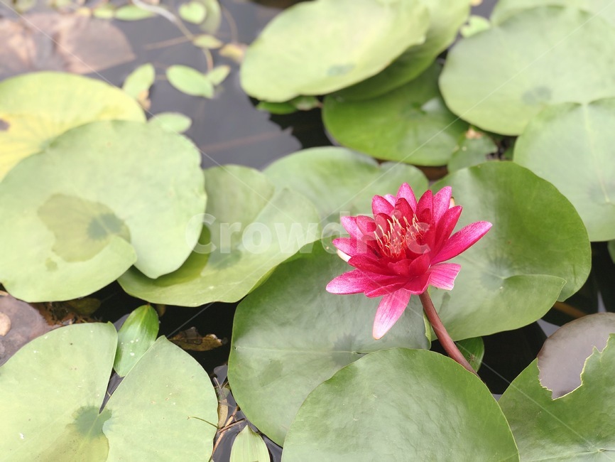blossom,plant,백합,flower,꽃,연꽃,연닢,식물,식물,자연,plants,nature,꽃,flower