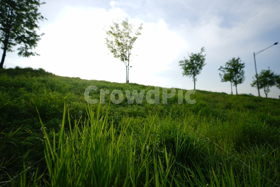 이슬,산책,녹색,풀,나무,그린,green,풍경,풍경사진,자연,빛,하늘,산보,감성,생명,봄,자연,풍경,nature,landscape,outdoors,옥외,grassland,목초지,field,들,farm,농장,rural,농촌