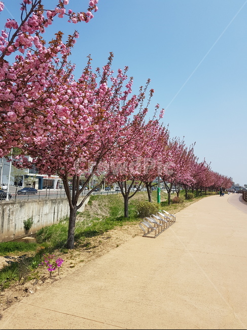 flower,꽃,blossom,벚꽃,cherryblossom,구미,문성,원호,산책길,화창함,gumi,sunny