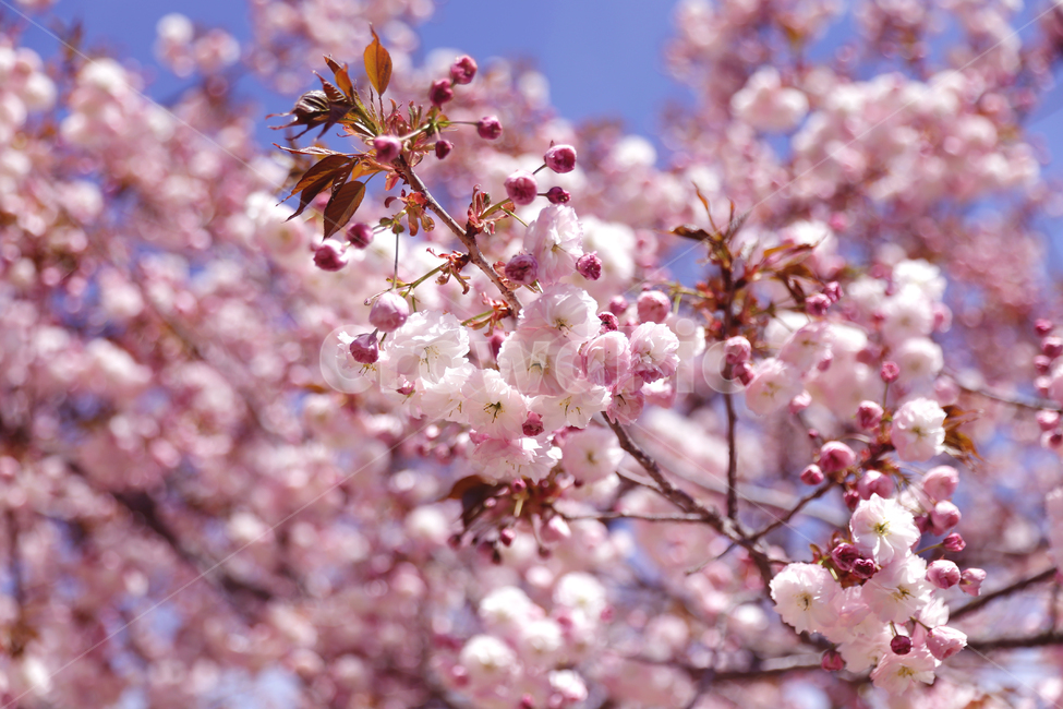 봄,꽃,벚꽃,왕벚꽃,핑크,분홍,봄,계절,spring,season,식물,자연,plants,nature,꽃,flower,plant