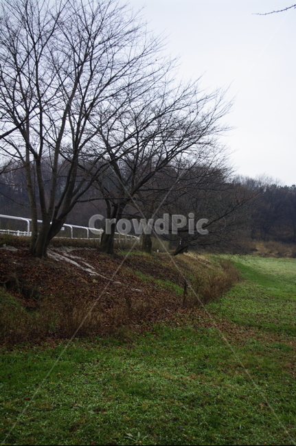 나무,풍경,초원,잔디,목장,자연,풍경,nature,landscape,grass,plant,식물,tree,ground,바닥