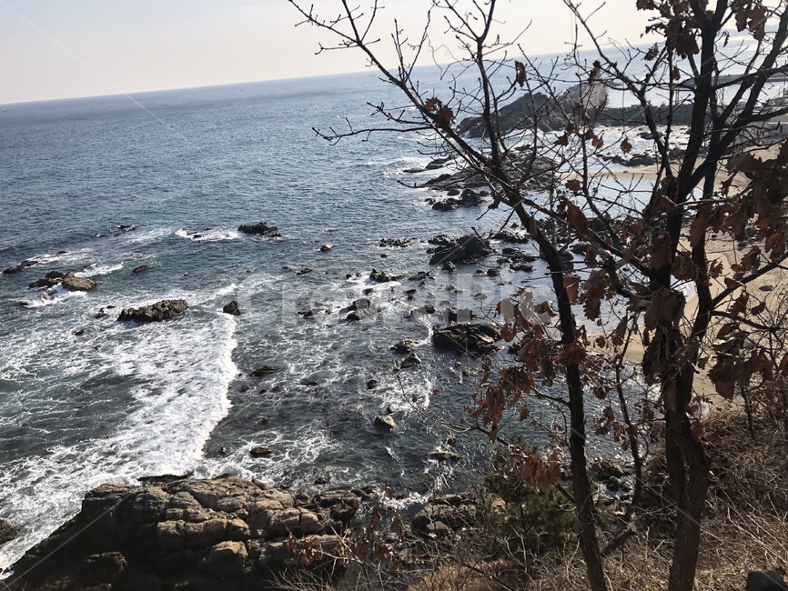 파도,바다,겨울바다,바위,나무,겨울나무,자연,풍경,nature,landscape,ocean,대양,water,물,outdoors,옥외,sea,promontory,곶