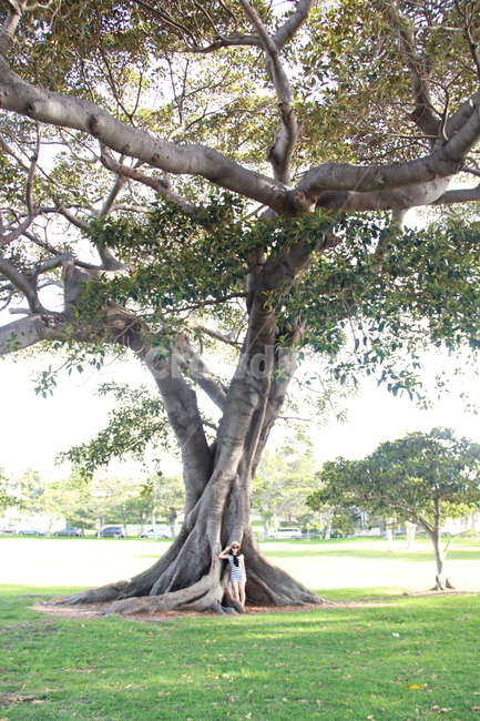 나무,tree,plant,식물,풍경