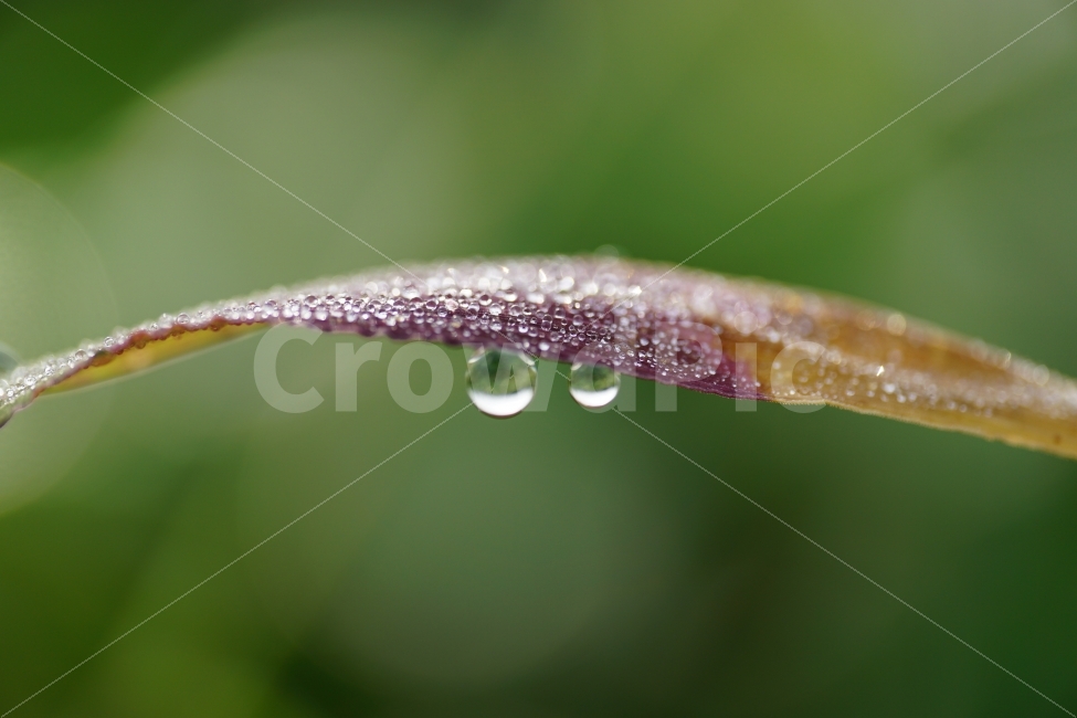 leaf of grass,atmosphere,Transparency,waterdrop,occult,feel,pure,Snap,healing,Healing Photos,amazing,leaves,affix,mysterious,Mystery,Emotion,bokeh of light,glass marble,macro,glass,Refreshing,nature,interesting,clear,feeling,morning dew,morning,Emotional 