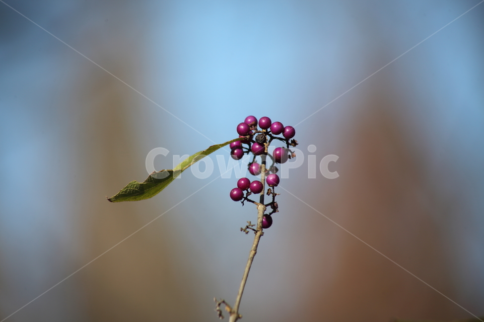 작살나무,열매,종자,번식,japanesebeautyberry,가을,계절,fall,autumn,season,식물,자연,plants,nature,과일,열매,fruit,plant