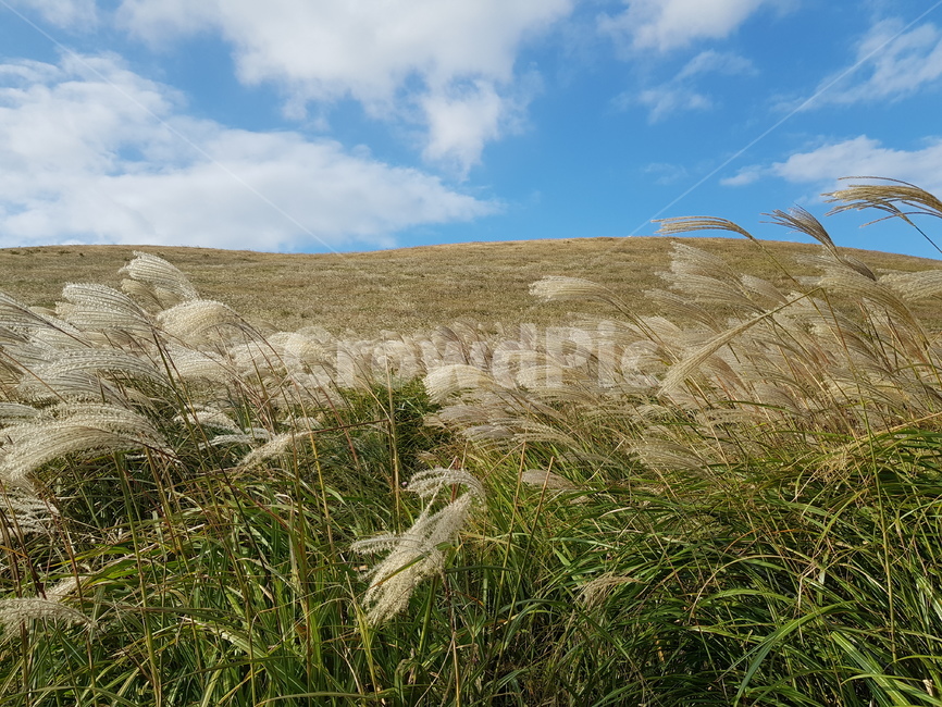 잔디,grass,식물,plant,갈대,lawn,억새,가을,맑음,평화,경치,계절,reed,새별오름,식물,자연,plants,nature