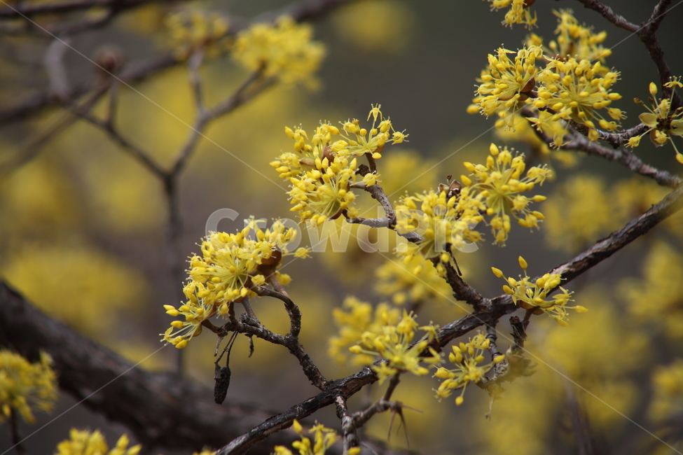 꽃,식물,봄,산수유,japanesecorneliancherry,식물,자연,plants,nature,꽃,flower