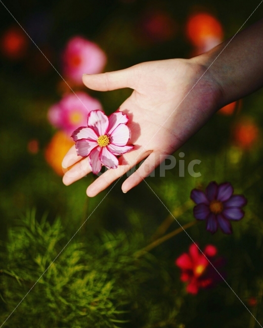 꽃,코스모스,손,손가락,잎사귀,가을,계절,fall,autumn,season,식물,자연,plants,nature,나무,trees,wood,사람,인물,인간,human,person,신체일부,몸,body,감성,sensible,feeling