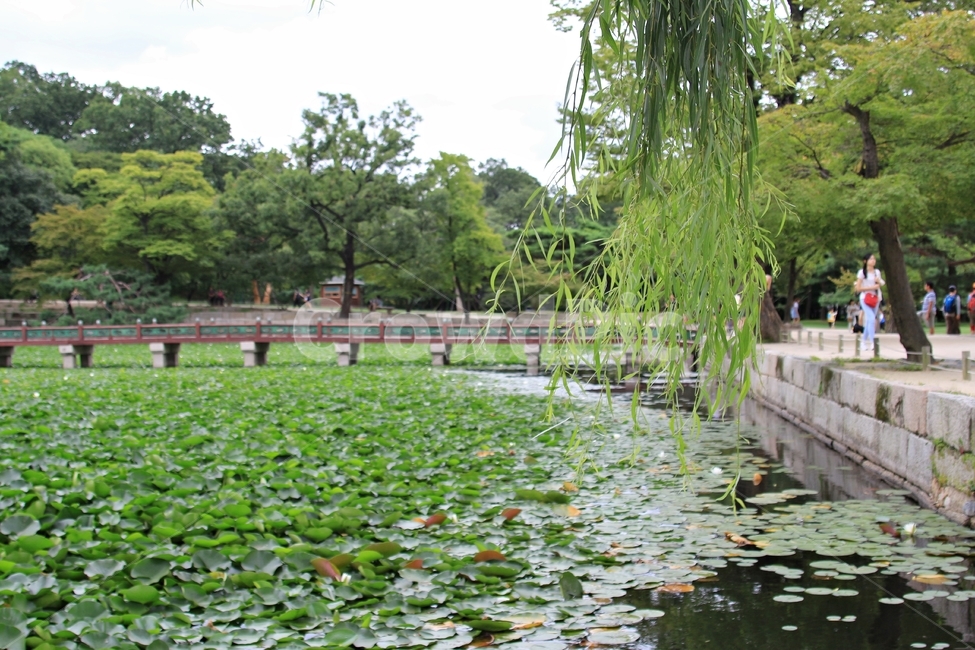 경복궁,향원정,정원,전통,궁궐,궁,나무,여름,푸르름,palace,landmark,감성,traditional,풍경,summer,여름,계절,summer,season,한국전통,한국문화,korean traditional,korean culture,랜드마크,landmark,tourist attraction,한국랜드마크,한국관광지,한국명소,korea landmark,korea tourist attraction,plant,식물,outdoors,옥외