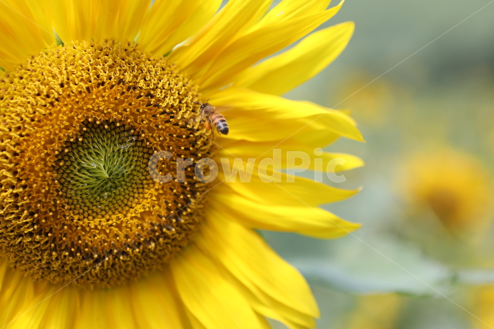 해바라기,꽃,벌,자연,여름풍경,꽃밭,여름,계절,summer,season,가을,fall,autumn,식물,자연,plants,nature,꽃,flower,plant,insect,곤충,invertebrate,무척추 동물,bee,animal,동물,honey bee,꿀벌,blossom