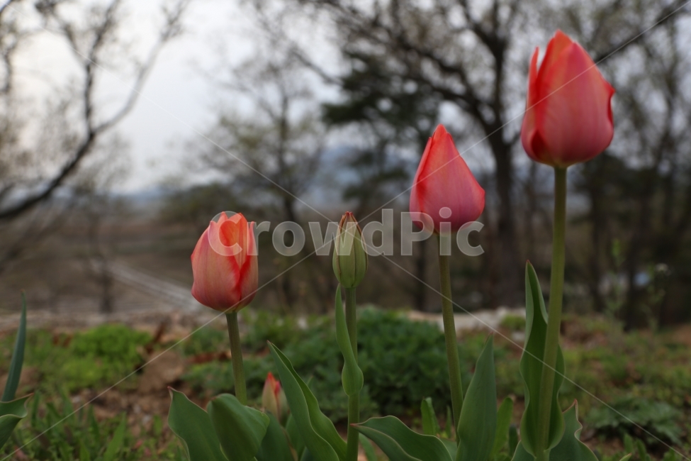 튤립,자연,4월,봄,꽃,식물,자연,plants,nature,꽃,flower