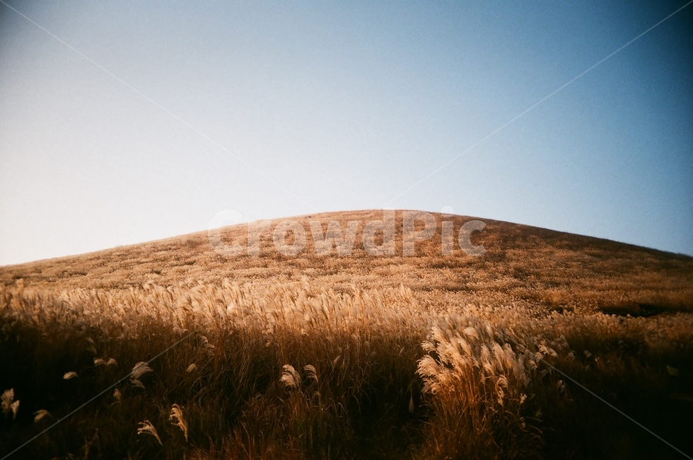 제주도,제주,오름,새별오름,풍경,갈대,억새,가을,겨울,산,가을,계절,fall,autumn,season,자연,풍경,nature,landscape,plant,식물,field,들