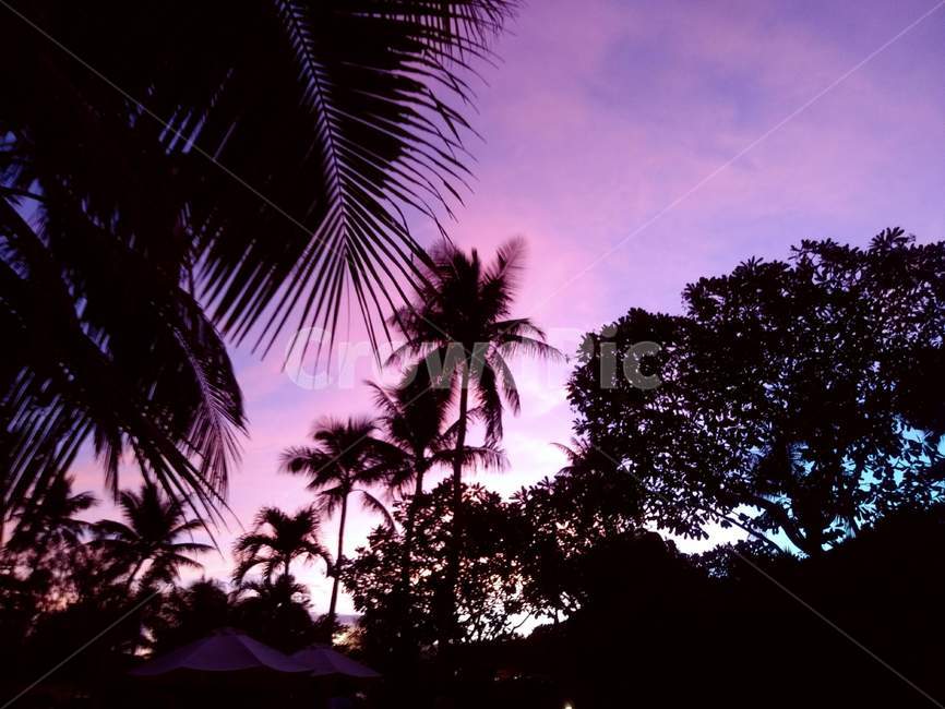 괌,야자수,해질녁,석양,실루엣,silhouette,outdoors,옥외,guam,tropical,강렬한