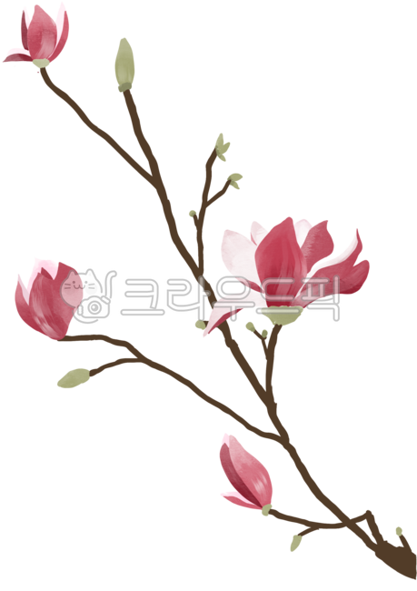 Red magnolia,magnolia illustration,spring flower,spring illustration,flower illustration,spring,flower,magnolia,red magnolia illustration,red,red flower,petal,petal drawing,oriental,flower tree,tree branch,March