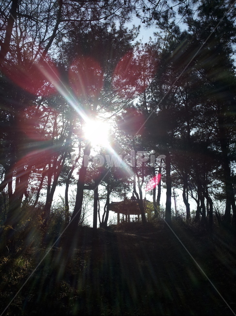 나무,산,등산,자연,tree,nature,hiking,mountain