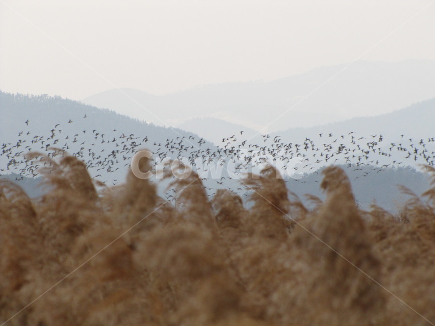 순천,순천만,새,새떼,무리,갈대,갈대밭,가을,계절,fall,autumn,season,자연,풍경,nature,landscape,동물,animal,조류,새,birds,grass,잔디,plant,식물,lawn