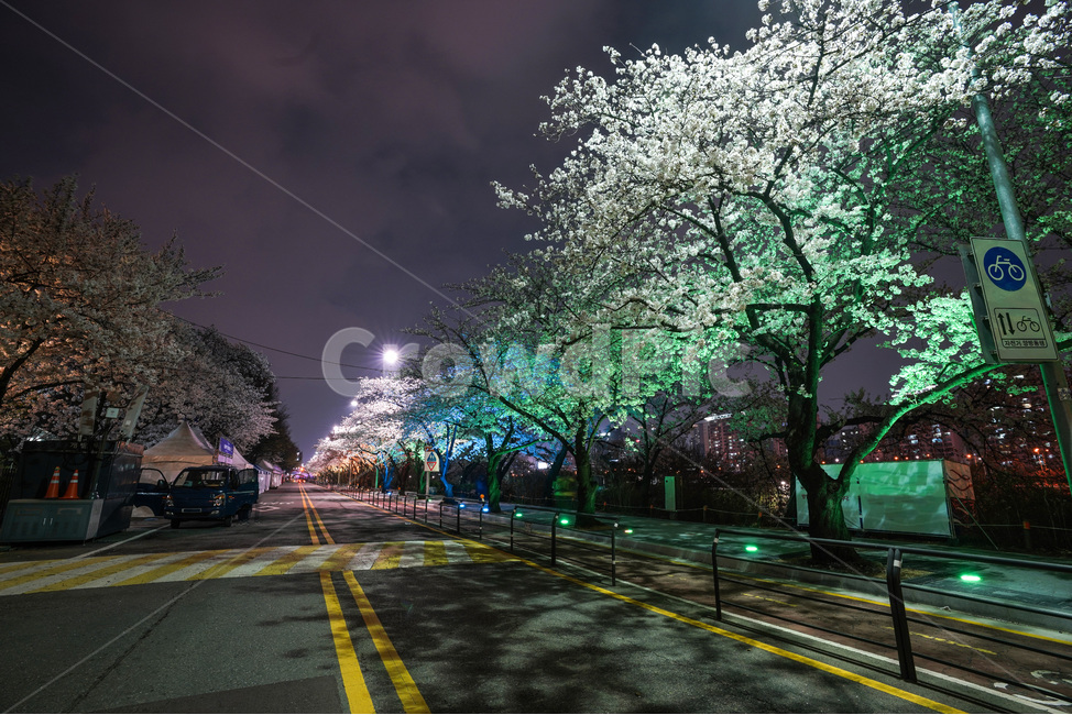 여의도,윤중로,벚꽃축제,벚꽃길,벚꽃,CherryBlossom,야경,야화,nightview,natural,landscape,식물,봄,배경,자연,서울벚꽃,서울명소,힐링,spring,하얀꽃,splendor,화사,flowers,나무,trees,wood,축제,봄,계절,spring,season,자연,풍경,nature,landscape,야경,밤,nightscape,night,asphalt,아스팔트,road,도로