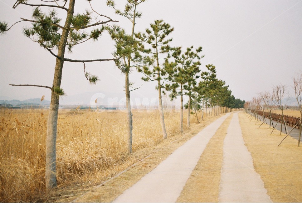 순천만습지,갈대밭,갈대밭길,필름카메라,자연,film,하늘,겨울,landscape,풍경,경관,구름,cloudy