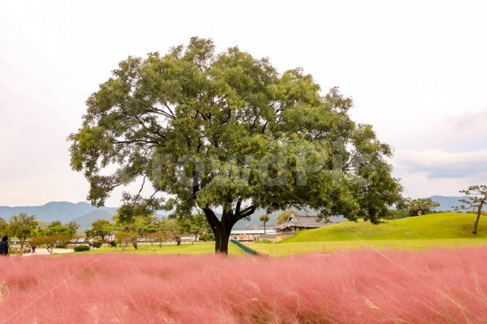 경주여행,경주첨성대,핑크뮬리,풍경사진,감성사진,자연,풍경,nature,landscape,한국자연풍경,한국자연경관,korea nature landscape,한국전통,한국문화,korean traditional,korean culture,식물,plants,나무,trees,wood,색깔,색상,색채,색감,color sense,color sensitivity,feeling of color,plant,tree,tree trunk,나무 줄기