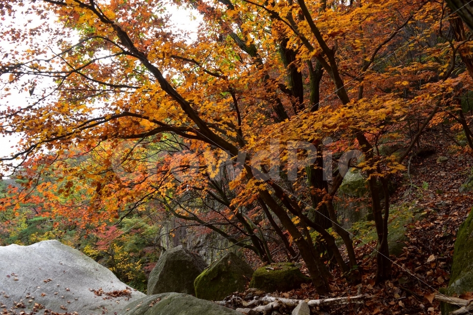 도봉산,가을,단풍,풍경,국립공원,서울,낙엽,명산,자연,비경,단풍나무,가을색,가을색채,오색단풍,가을단풍,북한산국립공원,자연,풍경,nature,landscape,가을,계절,fall,autumn,season,tree,나무,plant,식물,maple,tree trunk,나무 줄기,leaf,잎