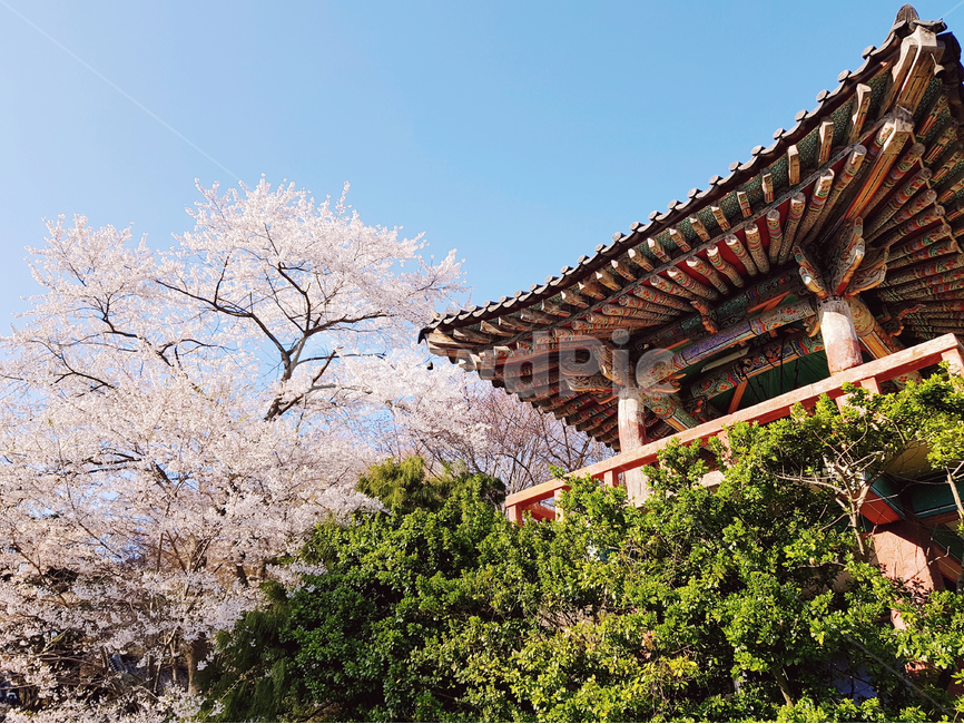 꽃,스프링,봄날,벚꽃,절,봄,한국적,푸른,봄,계절,spring,season,한국전통,한국문화,korean traditional,korean culture,건축물,건물외관,exterior,building,structure,architecture,construction,건물