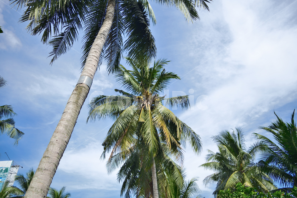 summer,여름,palmtree,야자수,tree,나무,plant,식물,파란하늘,맑은하늘,코코넛나무,열대지방,tropical,nature,outdoor