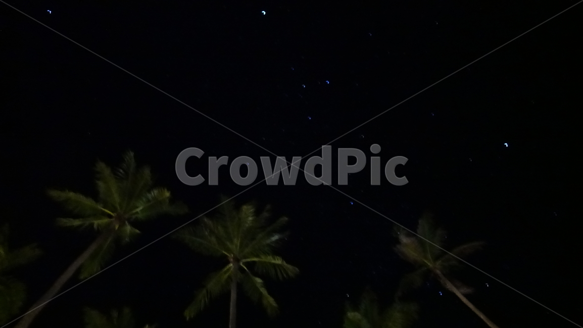 자연,nature,야자수,palmtree,tree,야경,밤,night,summer,여름,휴가,vacation,별밤,별,야경,밤,풍경,nightscape,night,landscape