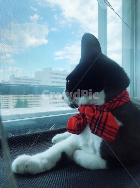 하늘,건물,해먹,풍경,구름,반려묘,반려동물,애완동물,고양이,포유류,동물,집고양이,cat,pet,animal,mammal,동물,animal,포유류,mammal,고양이,cat,kitten,kitty