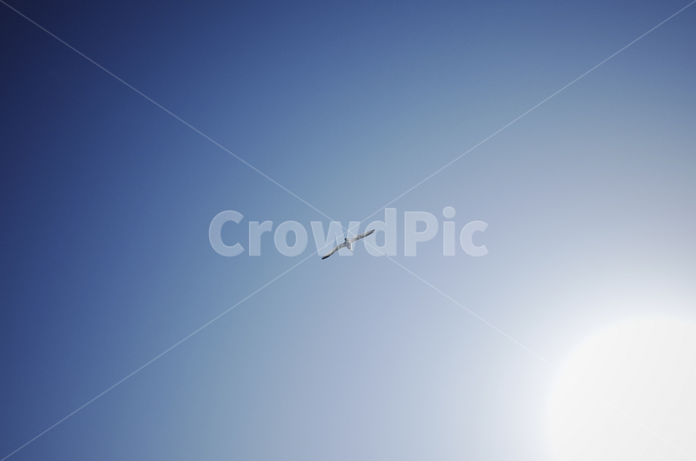 갈매기,하늘,blue,bird,새,flying,animal,동물,자연,풍경,nature,landscape