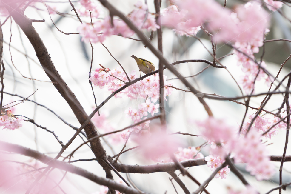 봄,벚꽃,새,조류,자연,봄꽃,핑크,봄,계절,spring,season,식물,자연,plants,nature,꽃,flower,동물,animal,조류,새,birds,plant